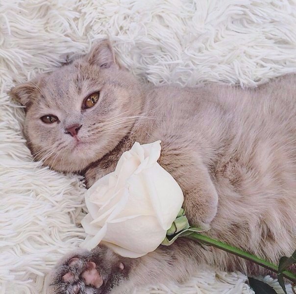 ))). !  : , , ,   .  ,  ...