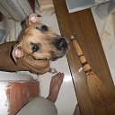 ���� �������� �����������, �������� - ��������� 31 ������ 2017 � ������ ���� ����������