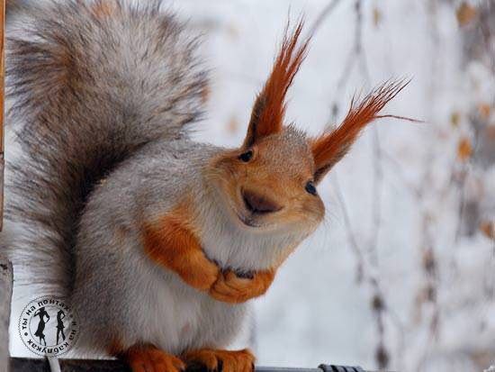      ?!  ..  ,   ....))))