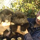   , , 49  -  12  2016   .)