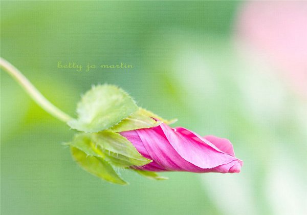 )))..Still life and Flowers by Betty Jo Martin. - 4