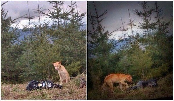 Бездомный пес боялся подходить к людям, но девушка придумала, как его спасти - 5