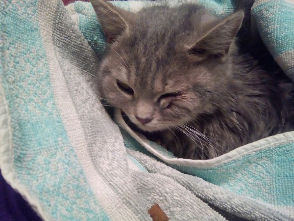 #Безкота_добро.20 февраля нашли с мужем на трассе, машина сбила. Остановились, забрали, отвезли к ...