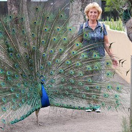 �������, �����������, 70 ���