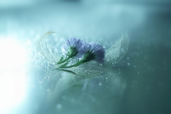        (Lafugue Logos) - 6