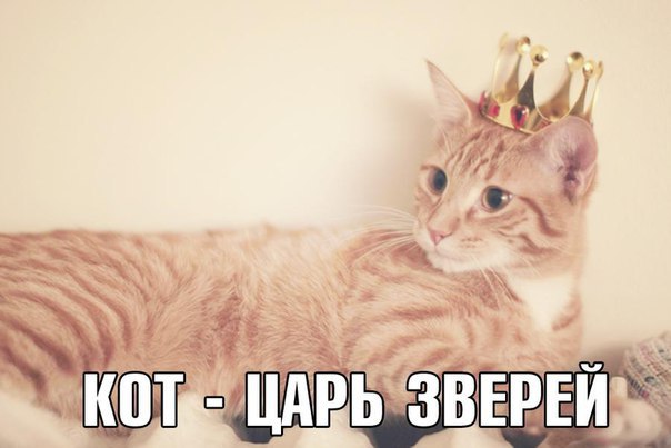 ЦАРЬ ЗВЕРЕЙ.БАСНЯ Лев был умен, красив и ловок, Не даром он царь всех зверей, На троне горд, душою ...