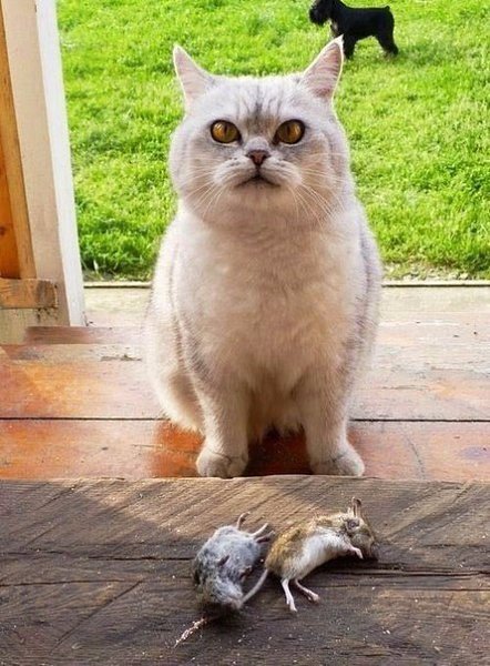     ,   .#animal@travel.blog