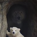 ���� ����, ������ - ��������� 28 ����� 2017 � ������ ������ ��������