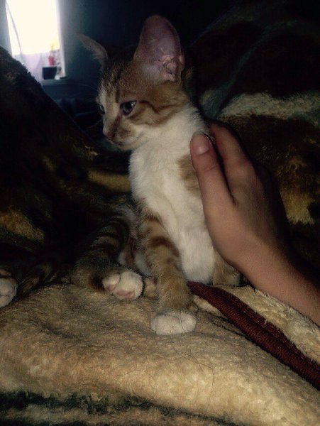 #Безкота_добро.Забрала котеночка ! Малыш попал в беду, но добрые люди подобрали его! Задние лапки ... - 2