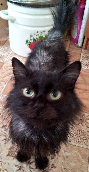#Безкота_добро.Нашла котика на улице, весь замерз,забрала его себе))Очень большие зеленые глаза))