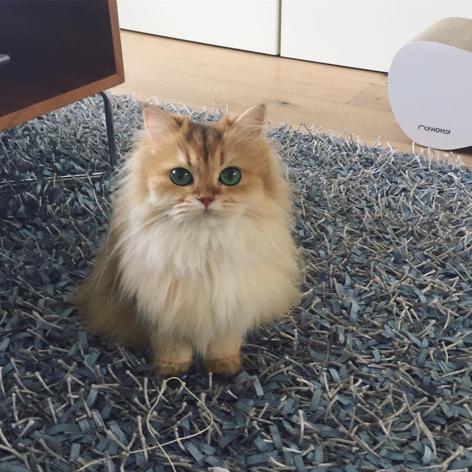 Smoothie the Cat Fan's - 28 ������� 2016 � 12:38