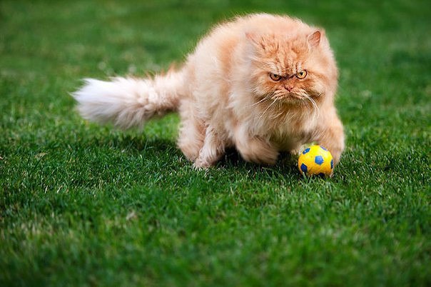 ,     . Grumpy Cat   ,    , , ... - 5