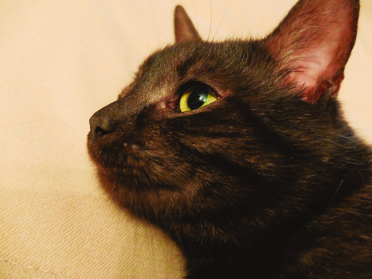 #_.  2015     ,      ... - 2