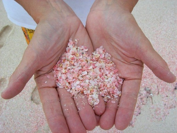      : Pink Sands Beach,  ,  .  ,  ... - 7