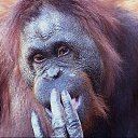  Peregrino, , 62  -  3  2017   Ȼ