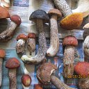 ���� ���������, ������, 54 ���� - ��������� 10 ������� 2016 � ������ ���� ����������