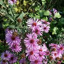 ���� Nataly, ��������� - ��������� 12 ������� 2016 � ������ ���������� ������