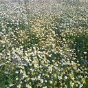 ���� �������, ����� - ��������� 5 ����� 2017 � ������ �������