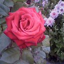 ���� ��������, ������� ��������, 68 ��� - ��������� 8 ������ 2017 � ������ ���� ����������