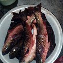 ���� ����, ���������, 41 ��� - ��������� 3 ������� 2017 � ������ ������� �����