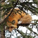 ���� �����, ����������� - ��������� 4 ������� 2017 � ������ ���� ����������