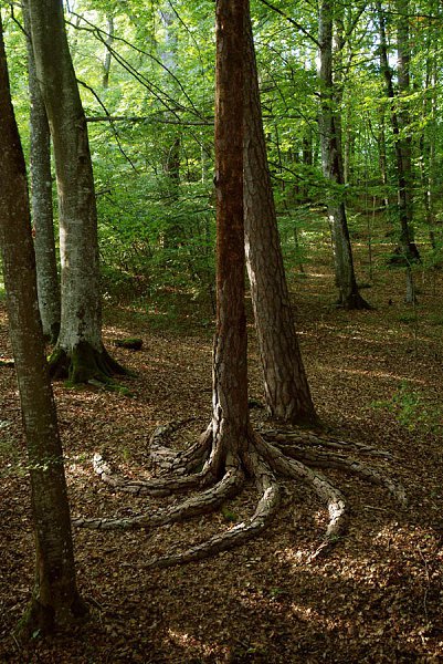 ))). Ëýíä - àðòËýíä-àðò (îò àíãë. land art — ëàíäøàôò-èñêóññòâî) – íàïðàâëåíèå â èñêóññòâå, ... - 13