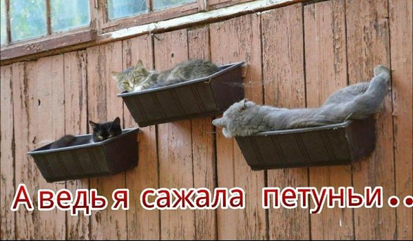 Comedy Club - 21  2017  20:01