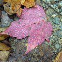 ���� ���������, ������, 69 ��� - ��������� 21 �������� 2016 � ������ �������