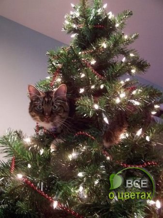 � ��� ������ ���...