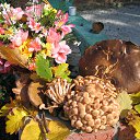 ������ ��������� �� ������� ���� ����������