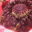 ���� �����, ��������� - ��������� 18 ������� 2016