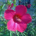 ���� �����, �����, 62 ���� - ��������� 4 ������� 2016 � ������ �������