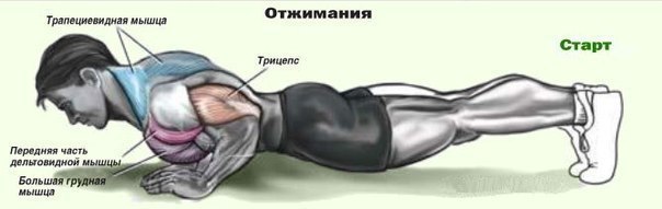 Зверский комплекс из отжиманий! Постепенно прибавляйте количество отжиманий, Каждые 6-8 недель ...