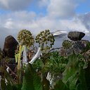  , -, 53  -  21  2017    