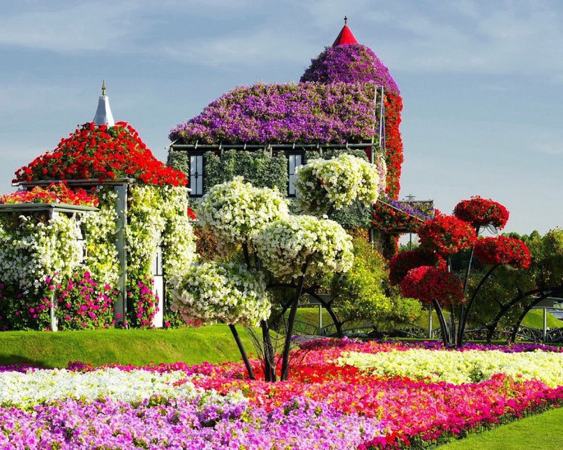 #Dubai Miracle Garden -      , # - 3