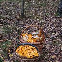 ���� Donna Roza �*����������))), ������ - ��������� 16 �������� 2016 � ������ ���� ����������