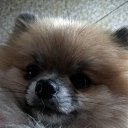 ���� ��������, �������, 55 ��� - ��������� 17 �������� 2016 � ������ ���������� ������