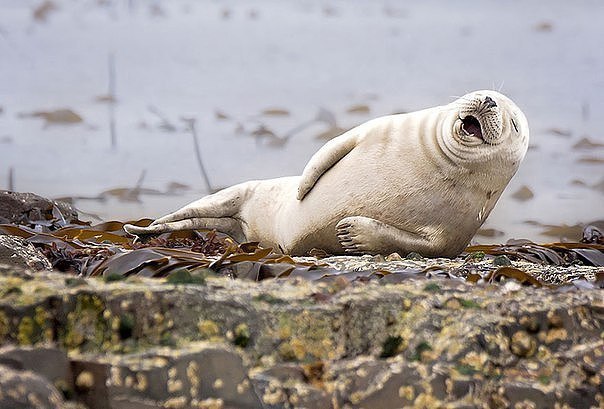     Comedy Wildlife Photography Awards 2016 - 4