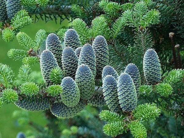 Вы когда нибудь видели такую красоту? .Это корейская пихта!