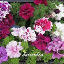 ���� ������, �������-��������� - ��������� 10 ������� 2017 � ������ ����� �����..�