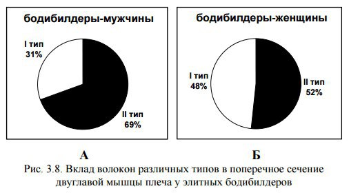 Тест: соотношение медленных и быстрых мышечных волокон. Алгоритм, определяющий соотношение медленных ...