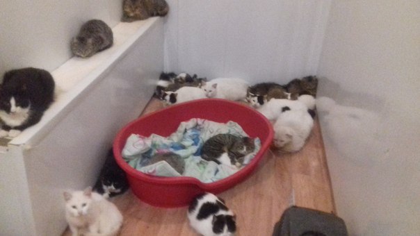 ВОТ И ЗАКОНЧИЛИСЬ ПРАЗДНИКИ. ЧУДА НЕ СЛУЧИЛОСЬ(( А МЫ ТАК ЖДАЛИ. Почему про нас забыли?(( почему ... - 2