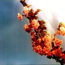 ���� �������, �����-��������� - ��������� 11 ������ 2016 � ������ ������ ��������