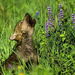 ���� Cum, ���������, 31 ��� - ��������� 12 ������� 2016