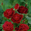 ���� ������, ����� - ��������� 16 ������ 2016 � ������ ���� ����������