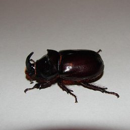 ������� ������, ��������, 43 ����