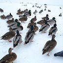 ���� ��������, ������� - ��������� 17 ������ 2017 � ������ ���� ����������