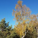 ���� Nelli, ������ - ��������� 23 ������� 2016 � ������ ������ ��������