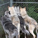 ���� ���������, �����-��������� - ��������� 6 ����� 2017 � ������ ���� ����������