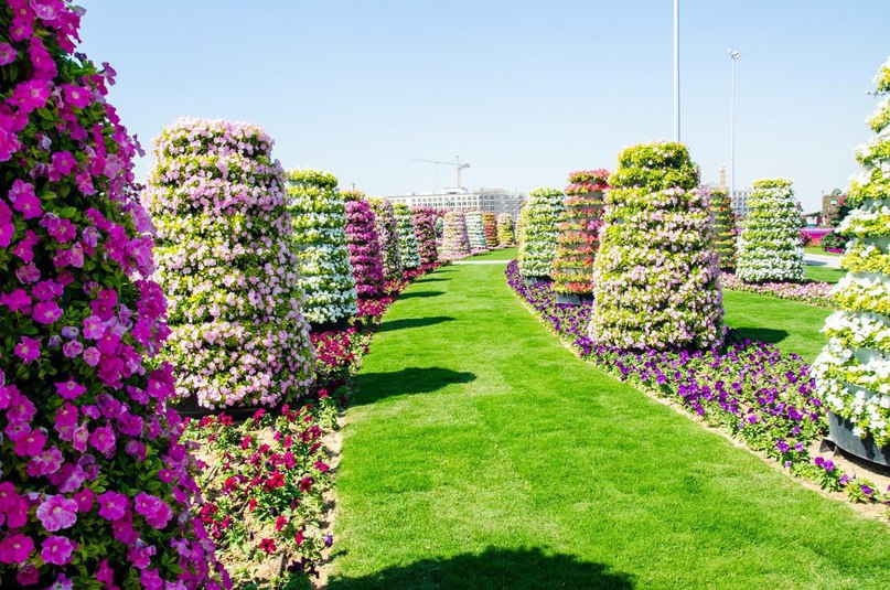 #Dubai Miracle Garden -      , # - 5